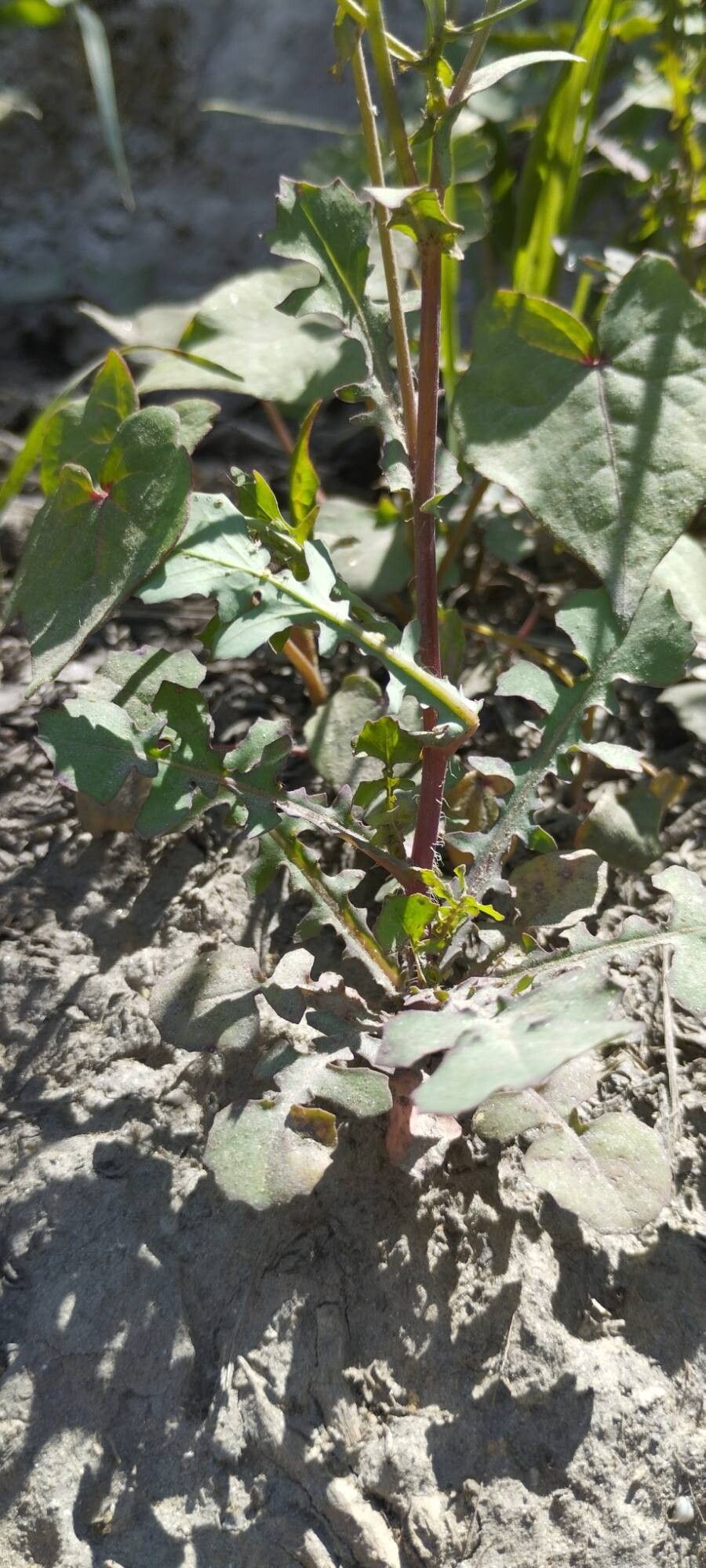 Lactuca dissecta habit