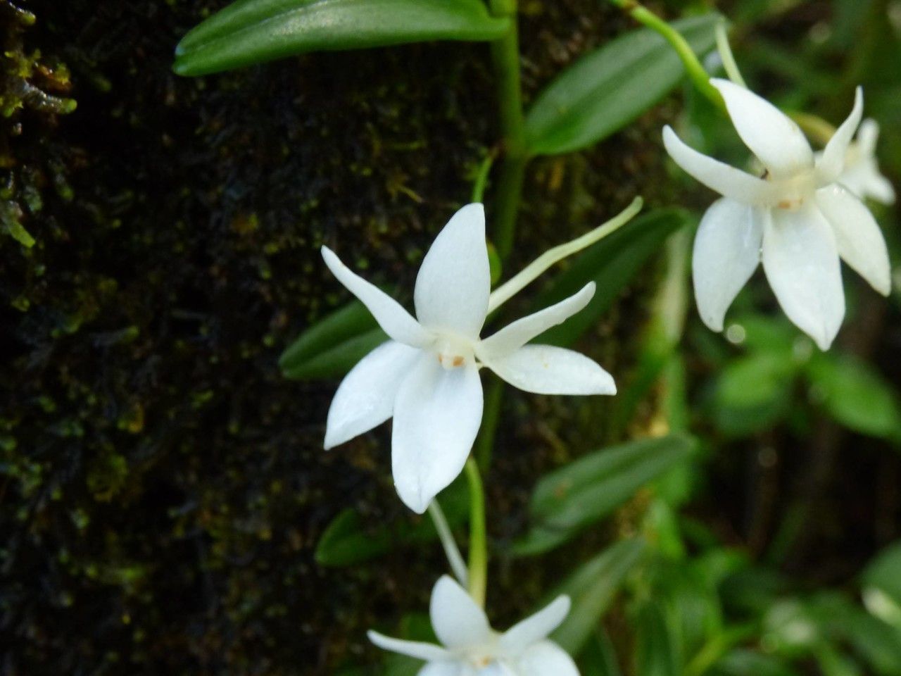 Angraecum ramosum flower