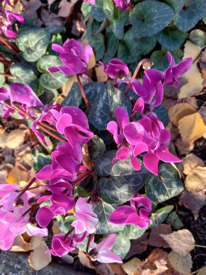 Cyclamen purpurascens flower