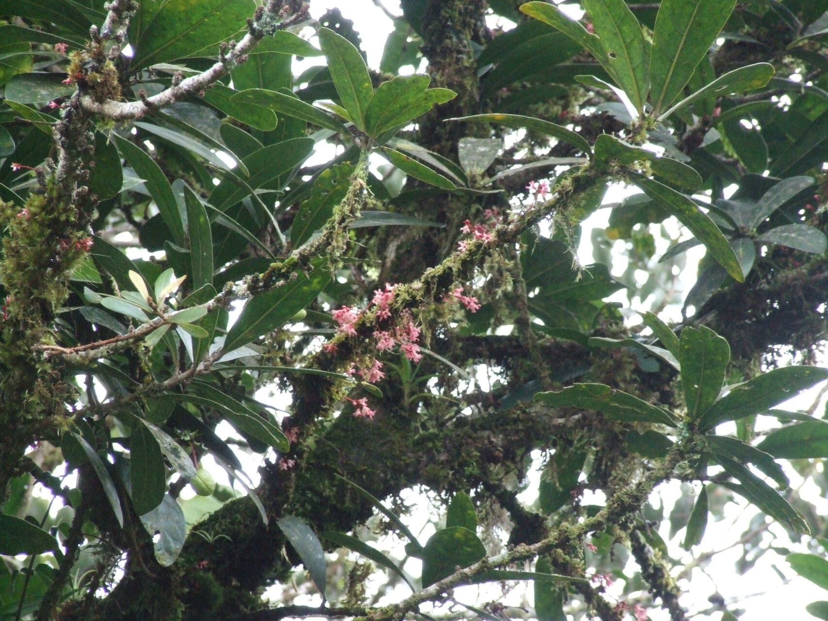 Acropogon aoupiniensis habit