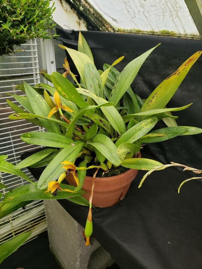 Camaridium cucullatum habit