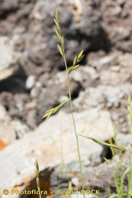Catapodium tuberculosum habit