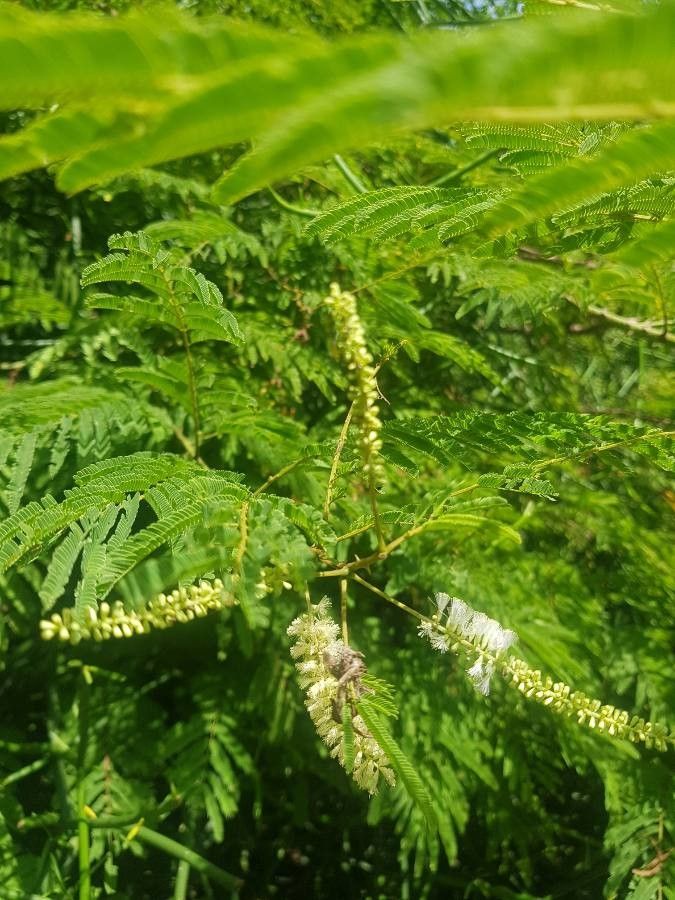Acacia ataxacantha flower