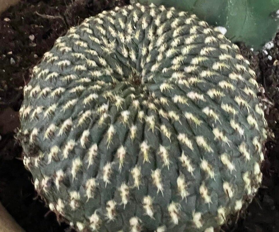 Rebutia arenacea bark