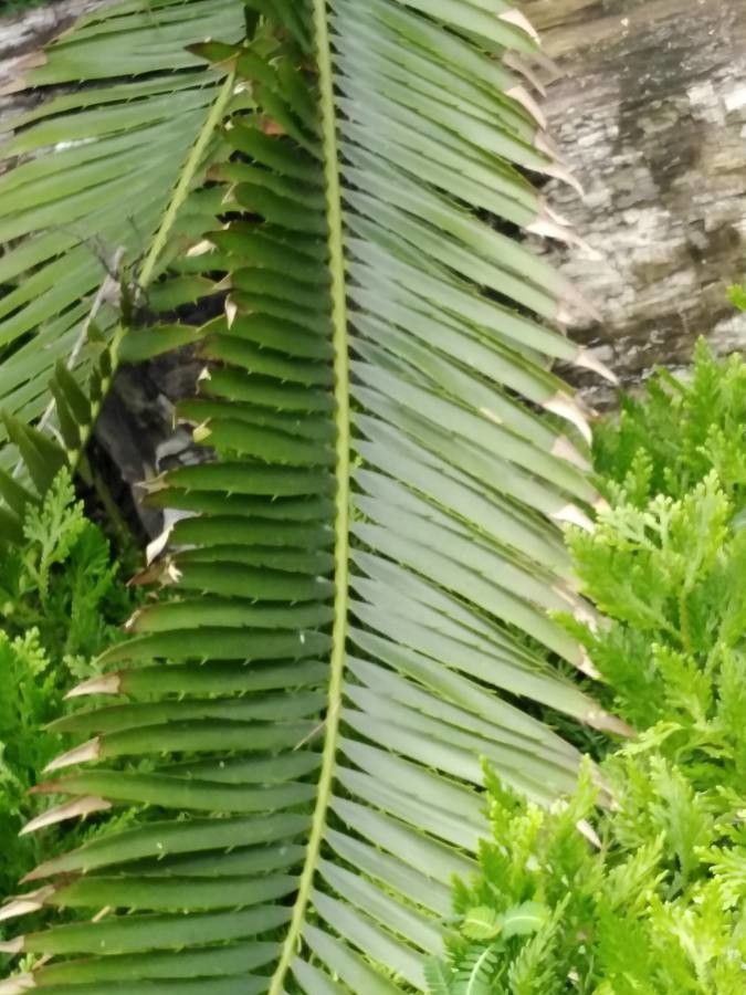 Encephalartos whitelockii — search result for 'Uganda'