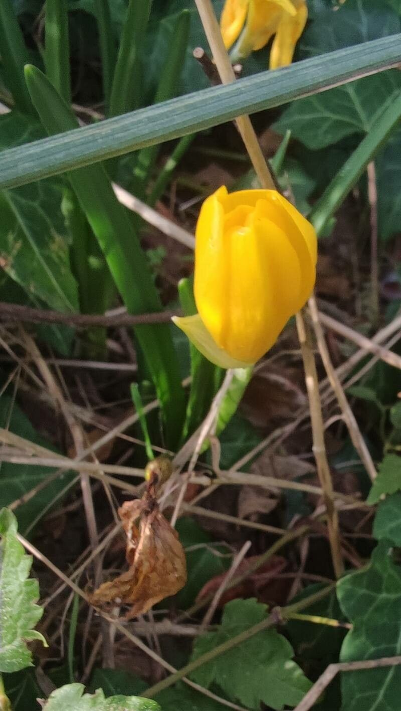 Sternbergia lutea bark