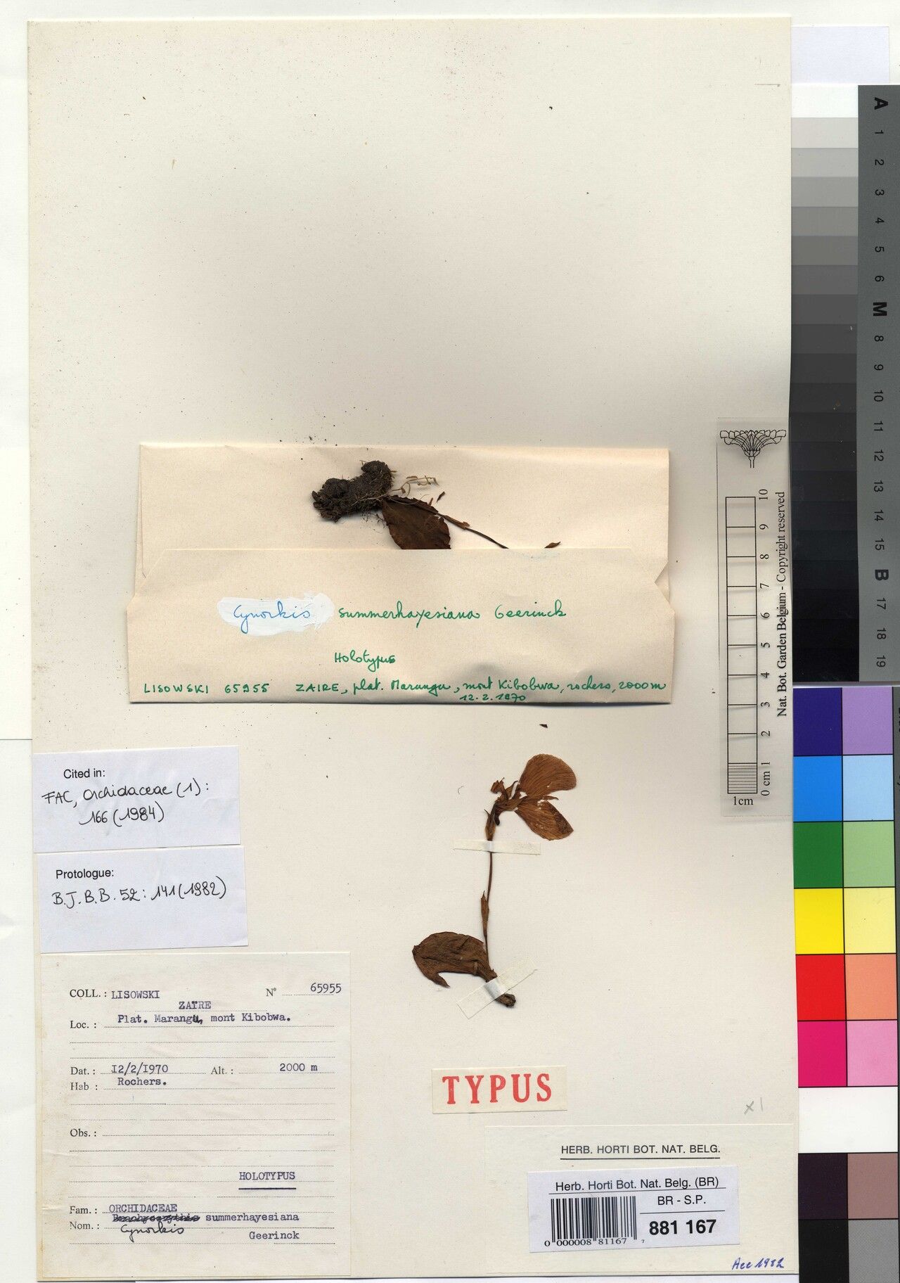 Cynorkis summerhayesiana — houseplant care guide