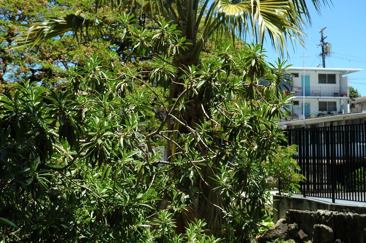 Myoporum sandwicense habit