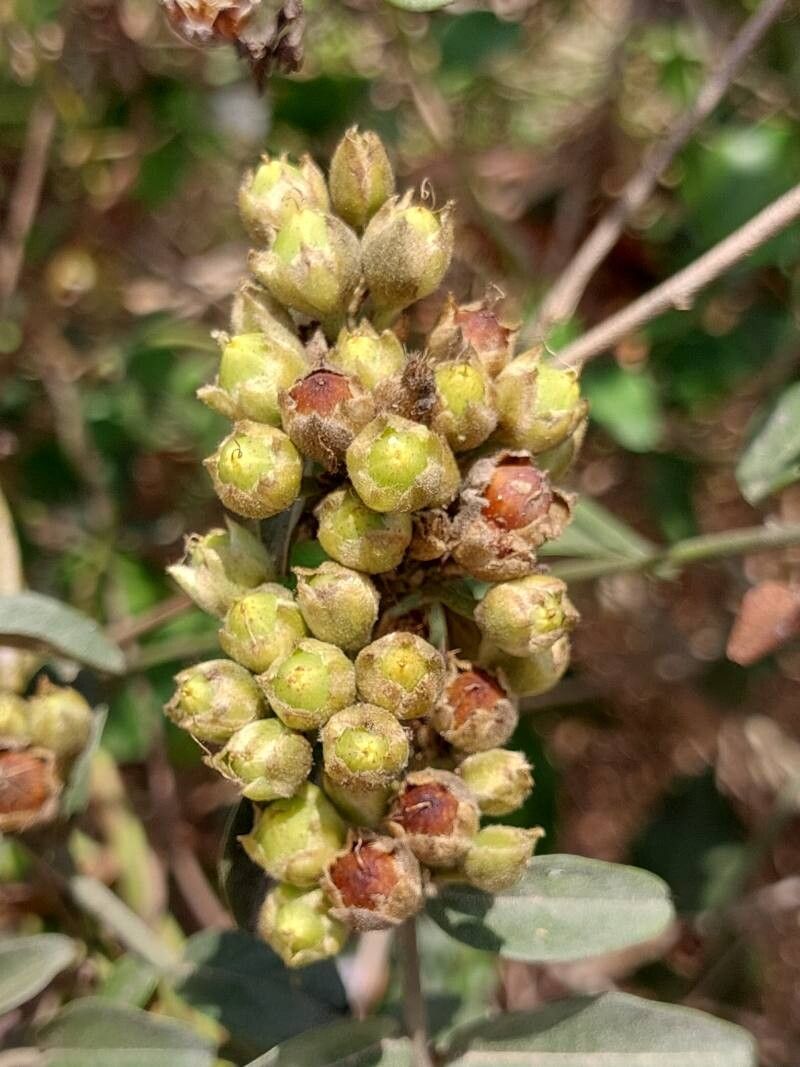 Bonamia alternifolia fruit