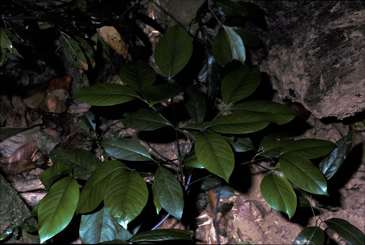 Garcinia cambogioides — houseplant care guide