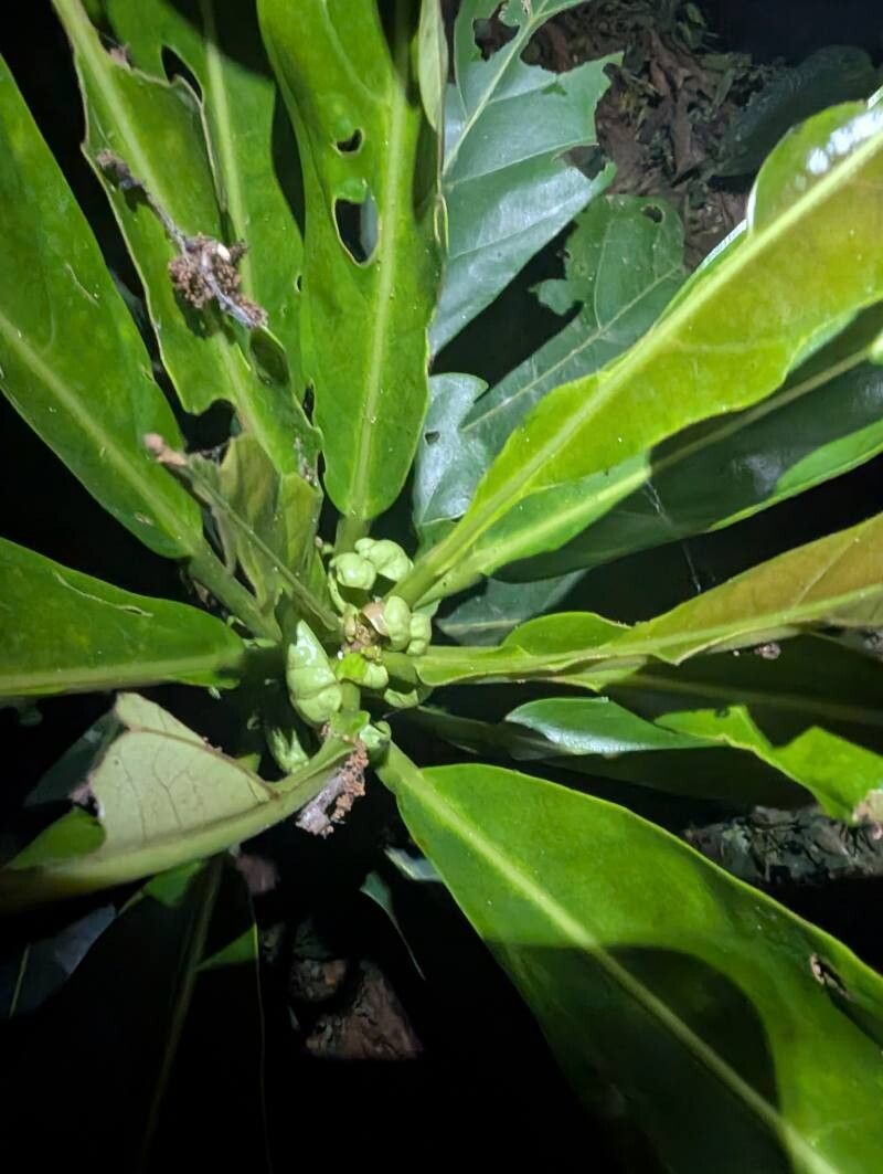 Uapaca staudtii — houseplant care guide