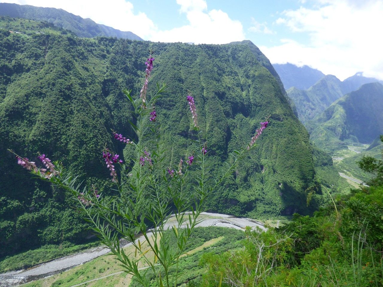 Polygala virgata habit