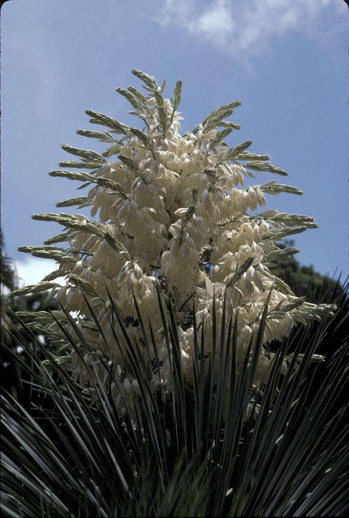 Yucca rostrata flower