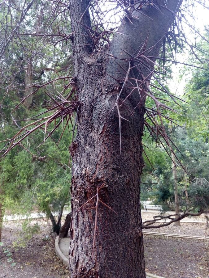 Gleditsia macracantha bark