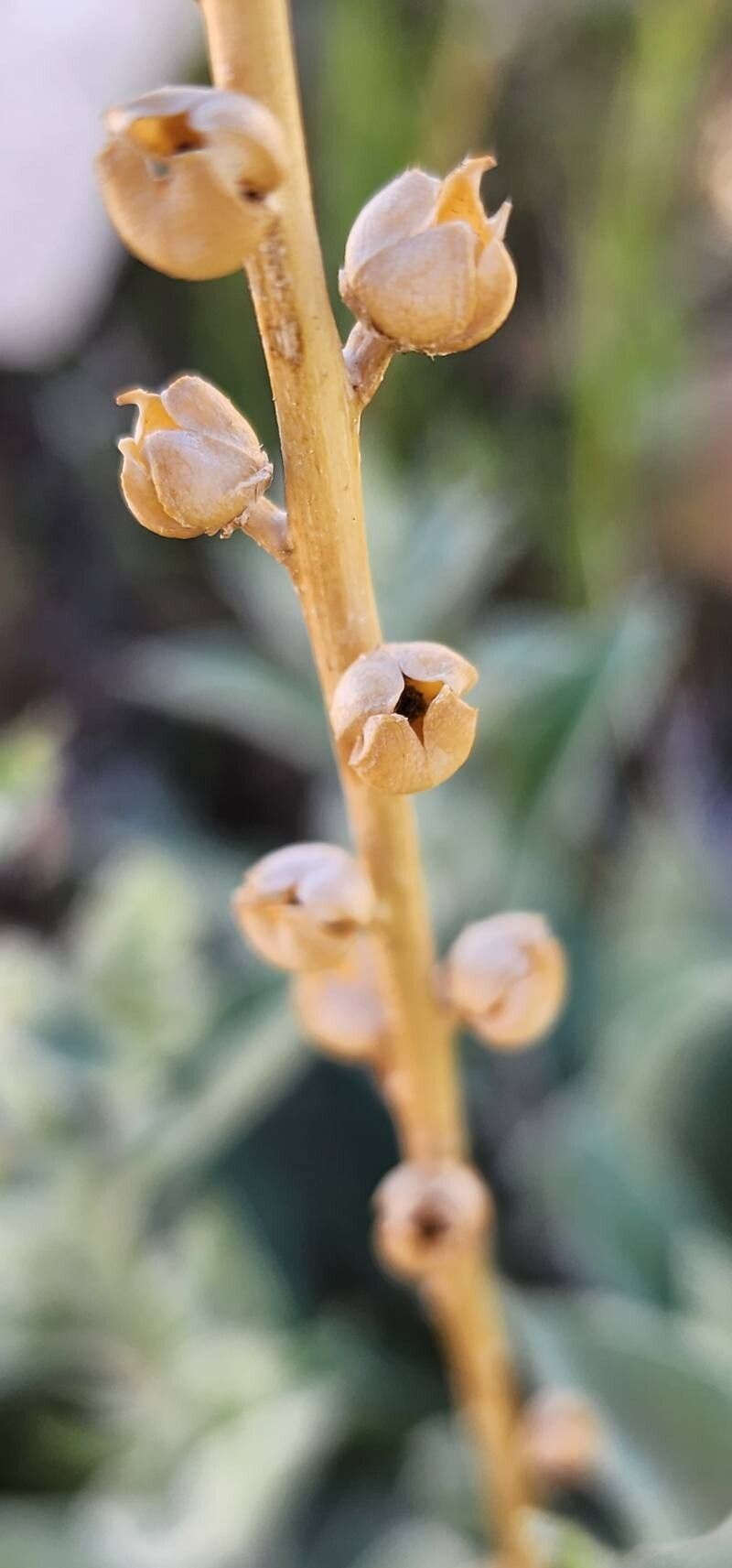 Verbascum carmanicum fruit