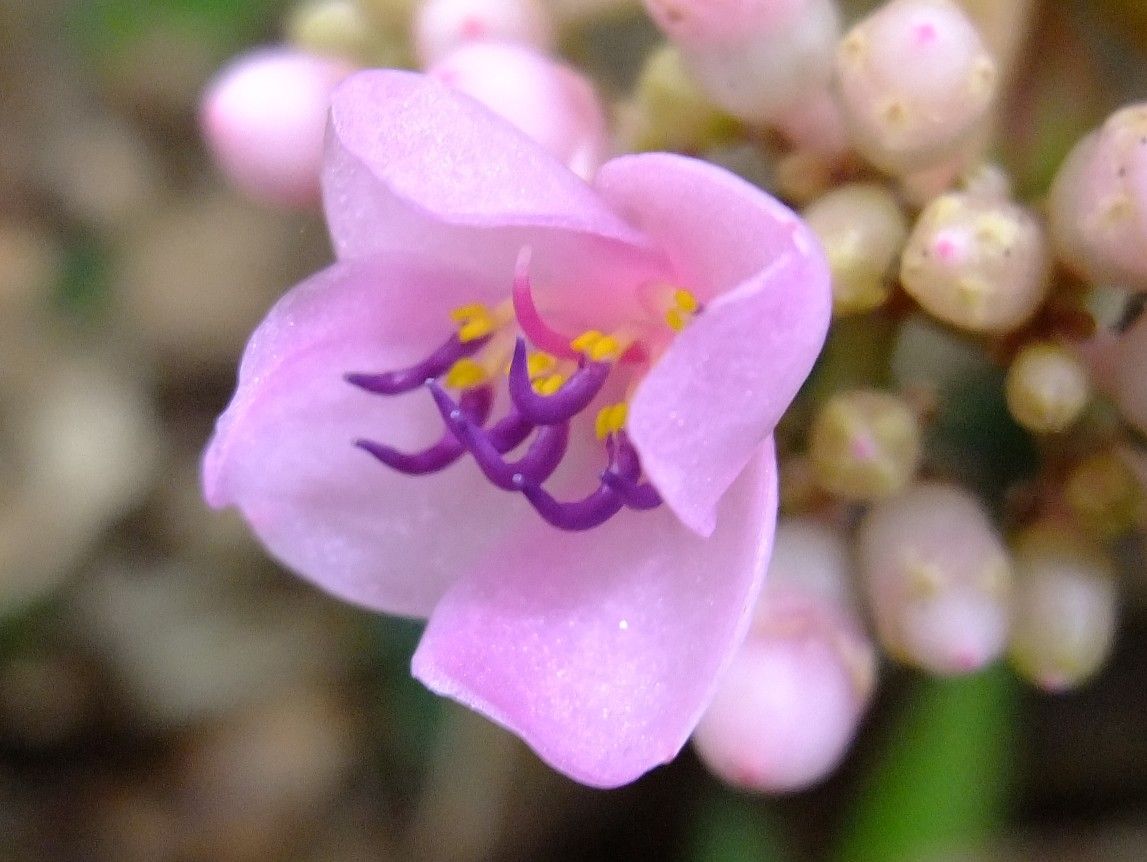 Medinilla myriantha flower