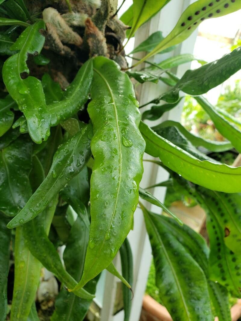 Microgramma megalophylla — related species from the same genus