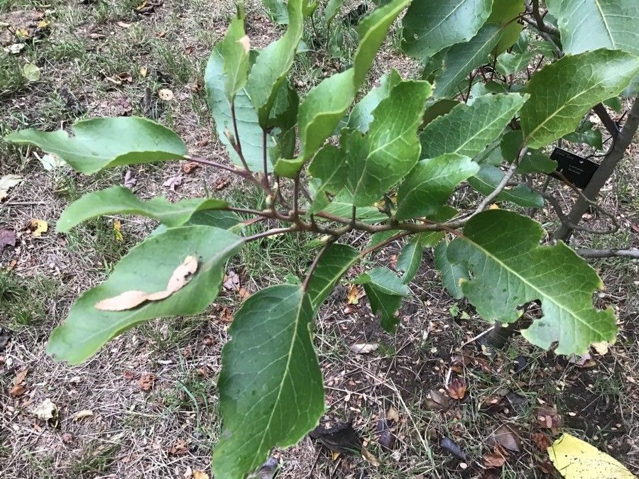 Lomatia hirsuta — related species from the same genus