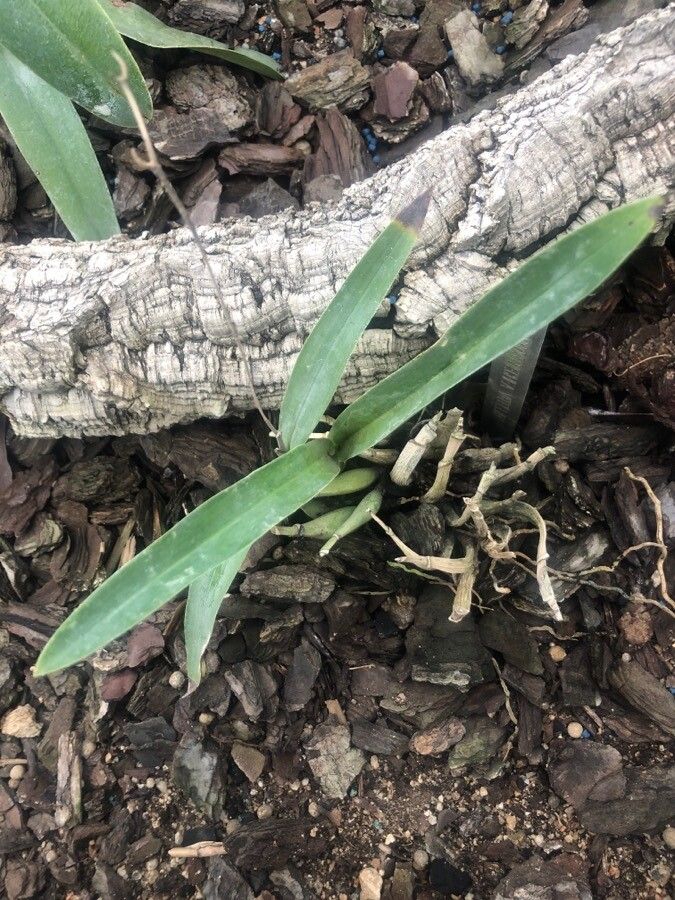 Prosthechea vitellina — houseplant care guide