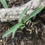 Prosthechea vitellina