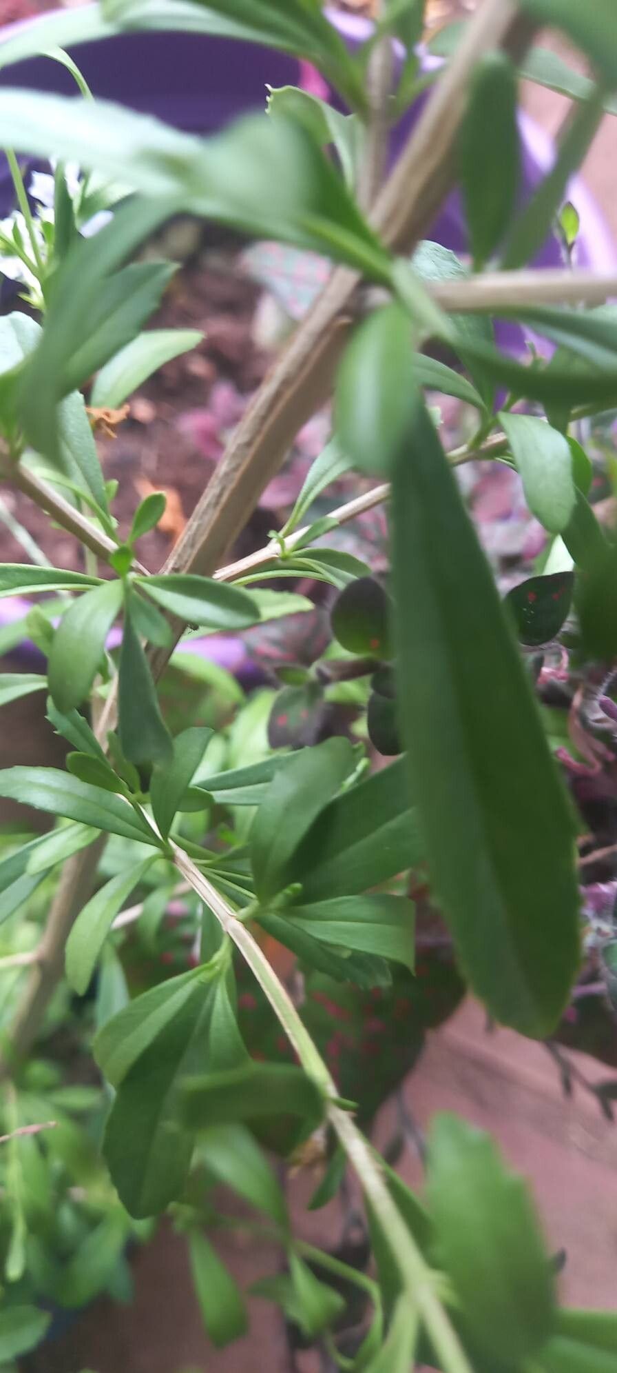 Freylinia tropica bark