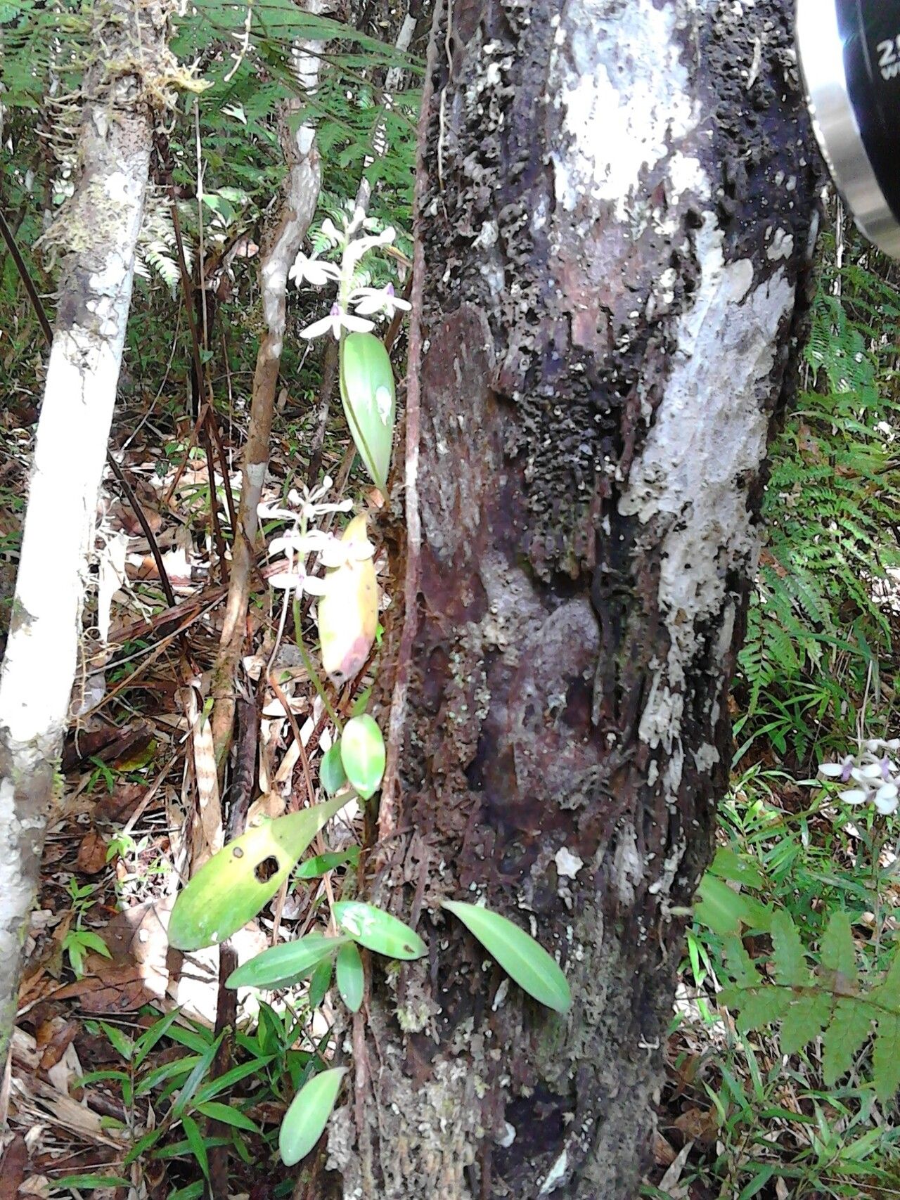 Cynorkis nutans habit