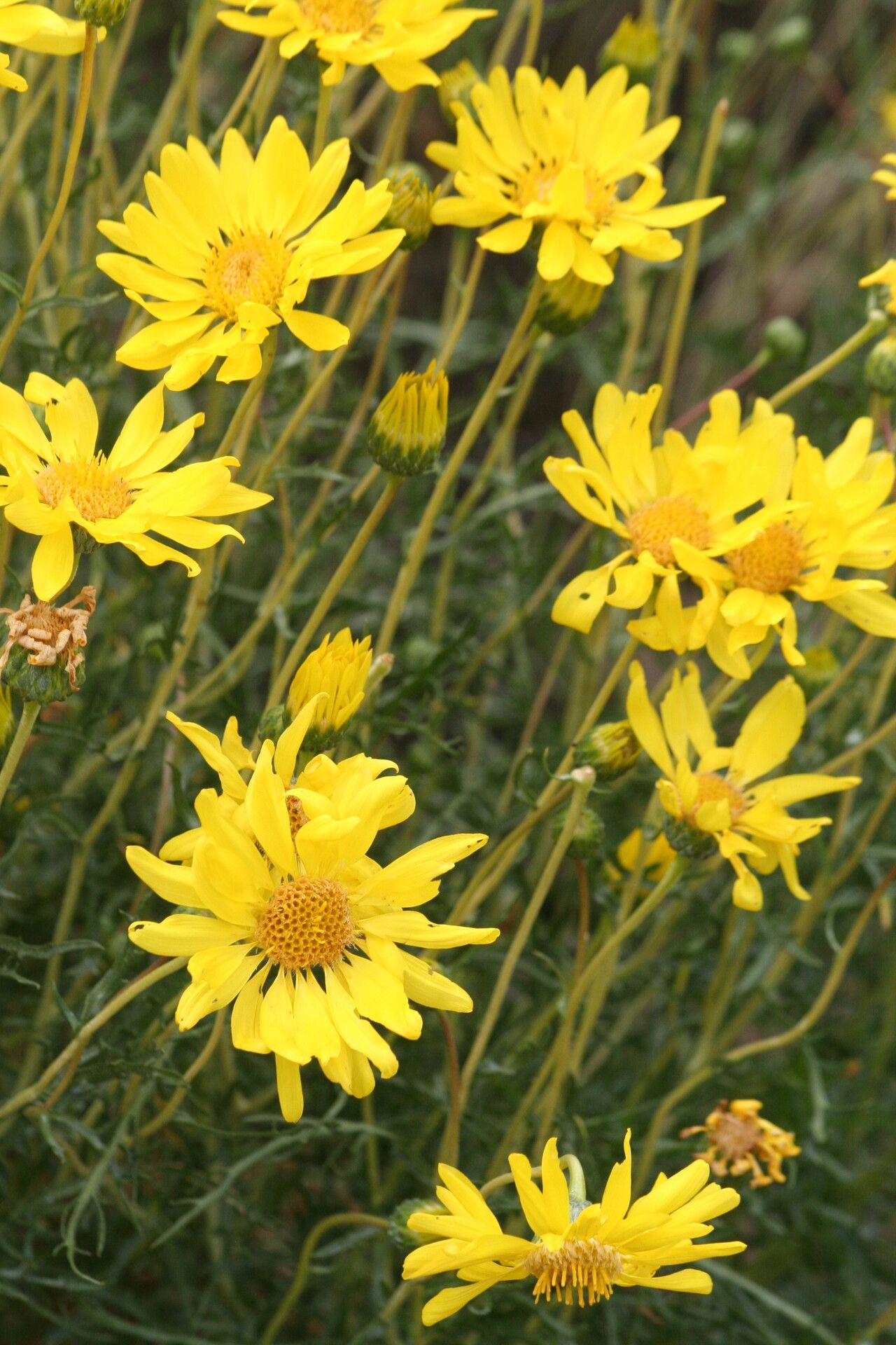 Grindelia anethifolia — related species from the same genus