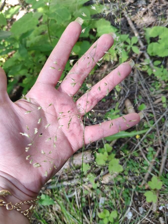 Glyceria canadensis — clay tolerant houseplant