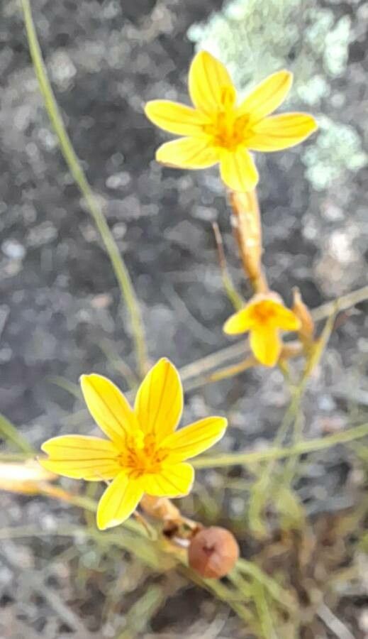 Sisyrinchium unguiculatum flower