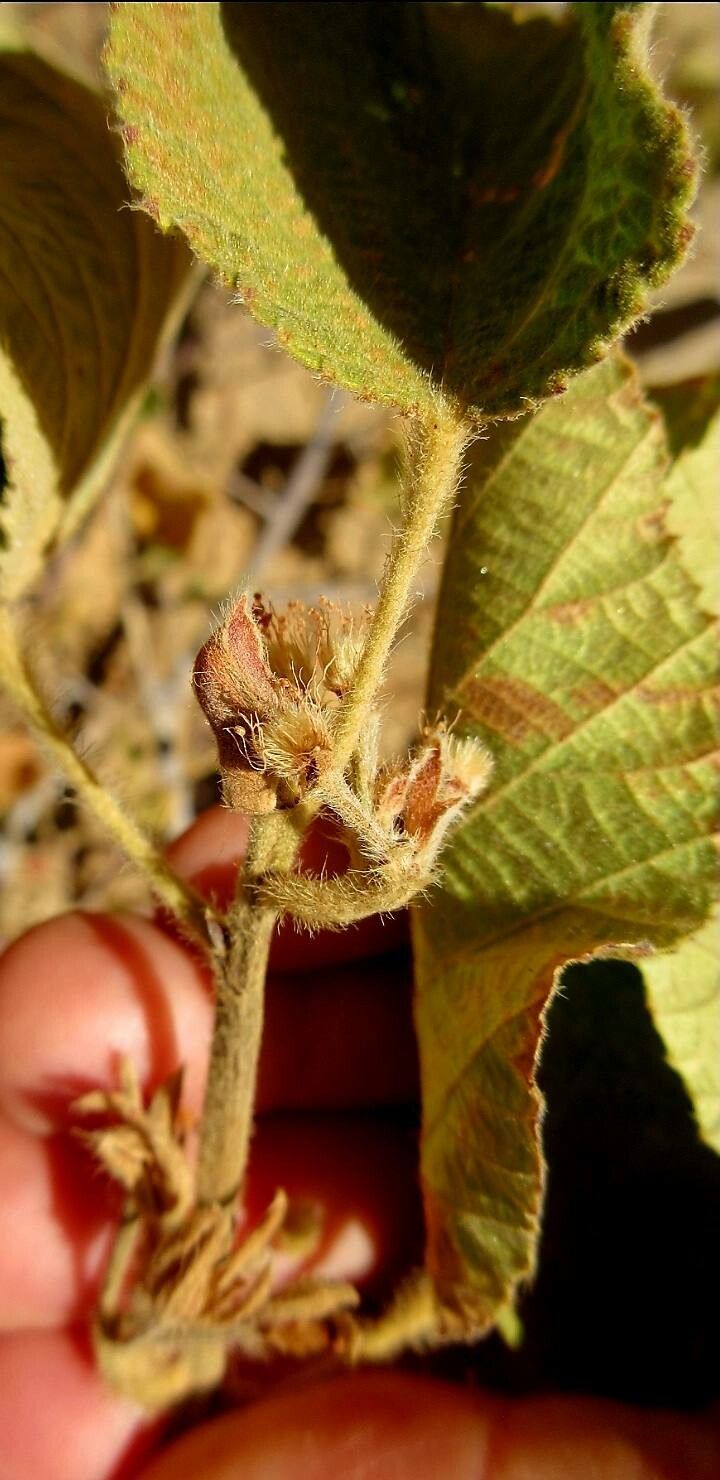 Grewia villosa flower