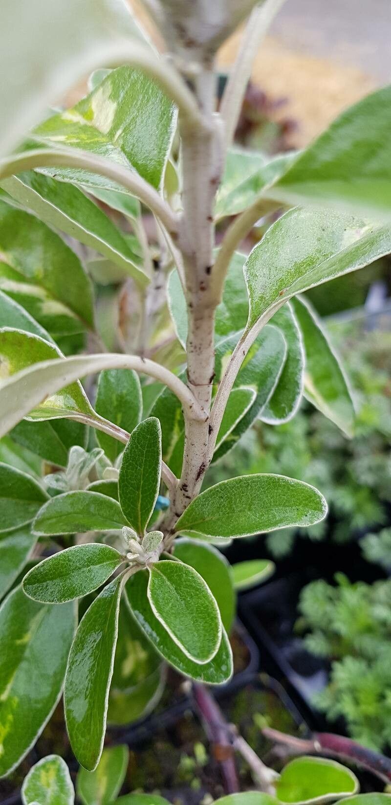 Brachyglottis compacta bark