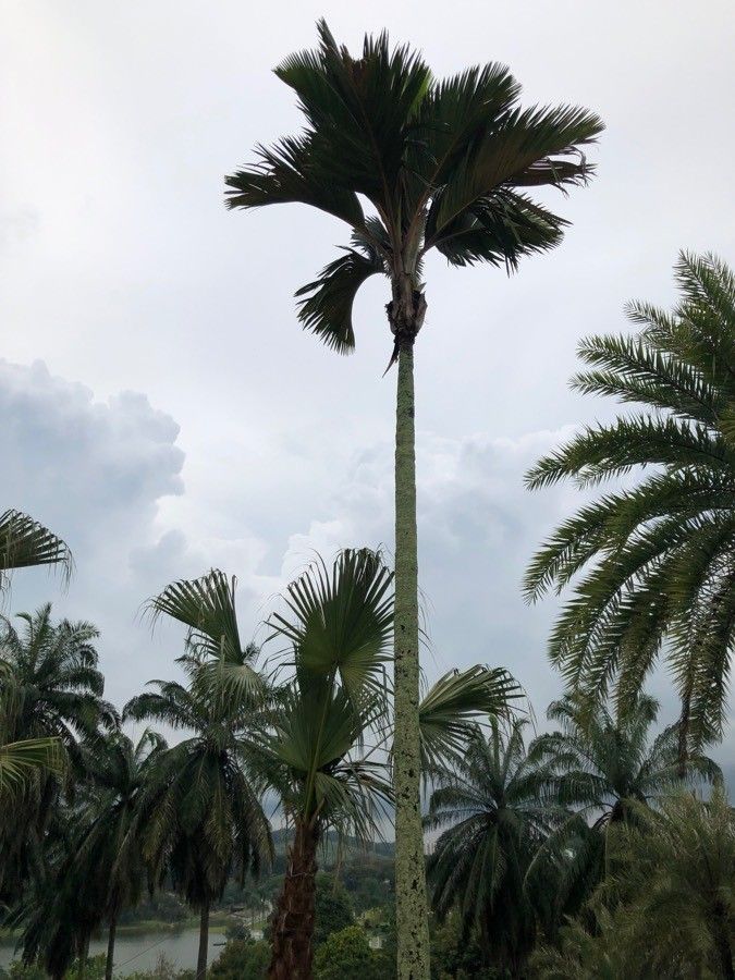Phoenicophorium borsigianum habit