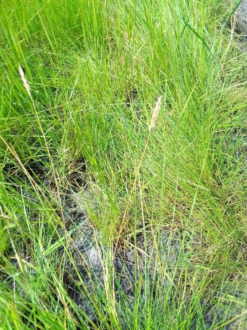 Loudetia vanderystii flower
