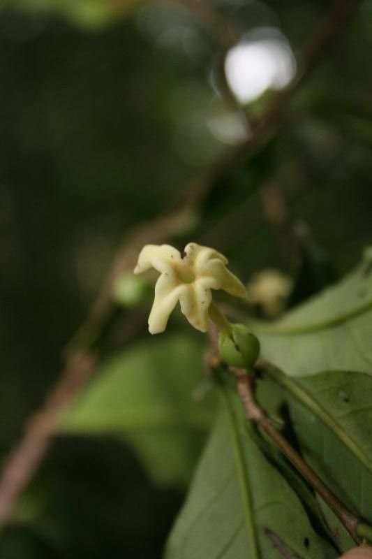 Drypetes variabilis flower
