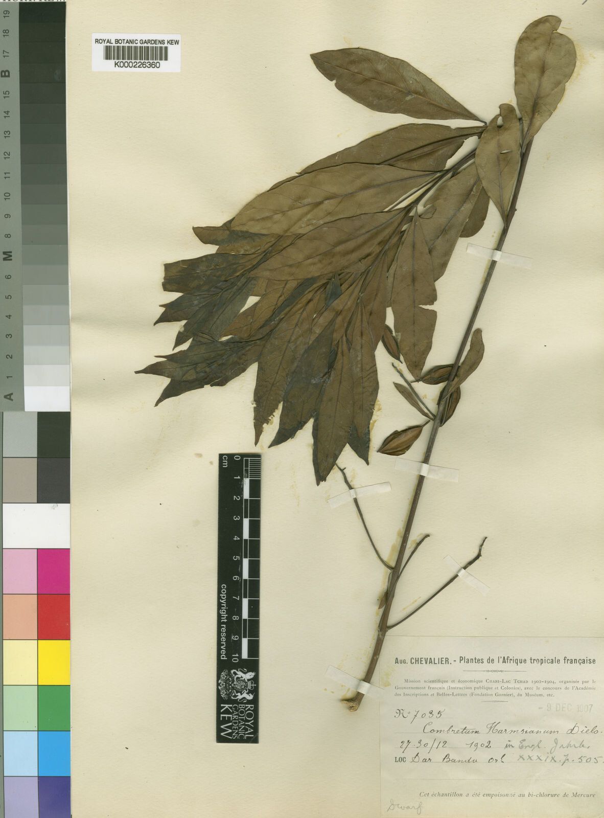 Combretum harmsianum — houseplant care guide