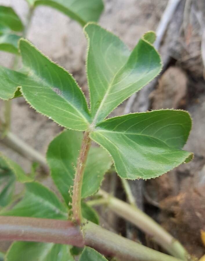 Jatropha peiranoi — houseplant care guide