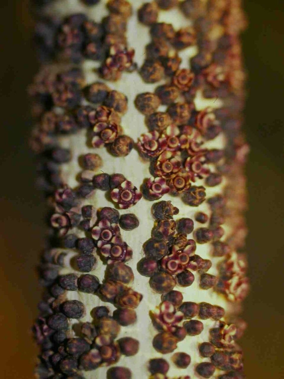 Pilostyles blanchetii — related species from the same genus