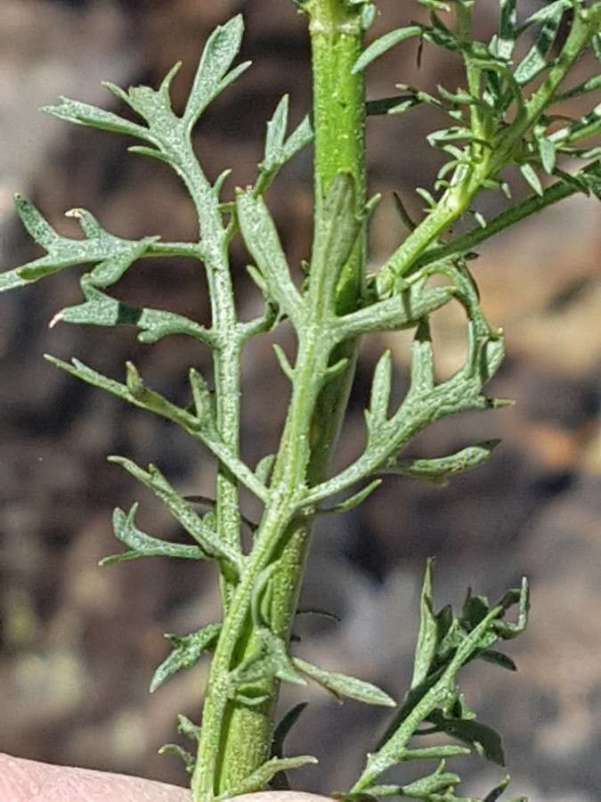 Leucanthemum monspeliense — houseplant care guide