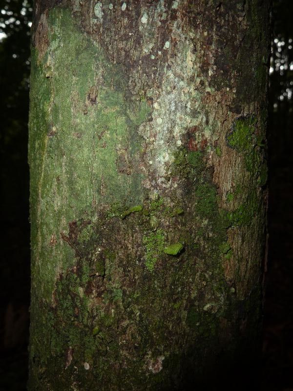 Theobroma velutinum bark