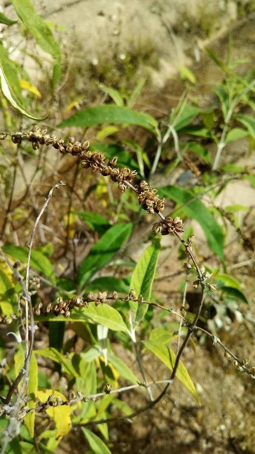 Buddleja asiatica fruit