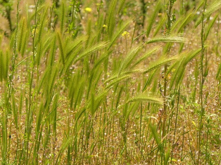 Hordeum pusillum flower