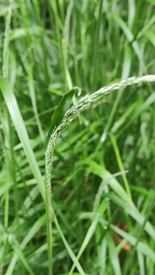 Calamagrostis linifolia flower