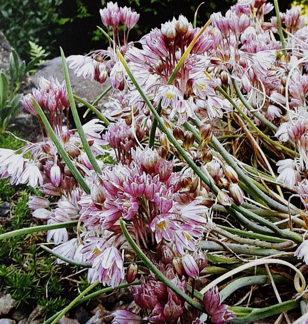 Allium cupani — houseplant care guide