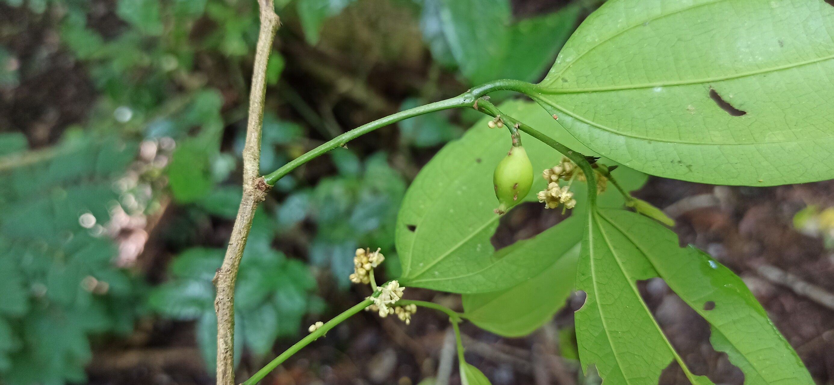 Celtis mauritiana other