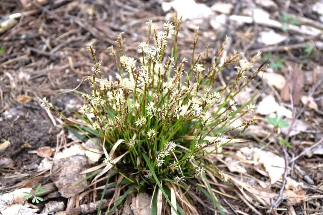 Carex digitata flower