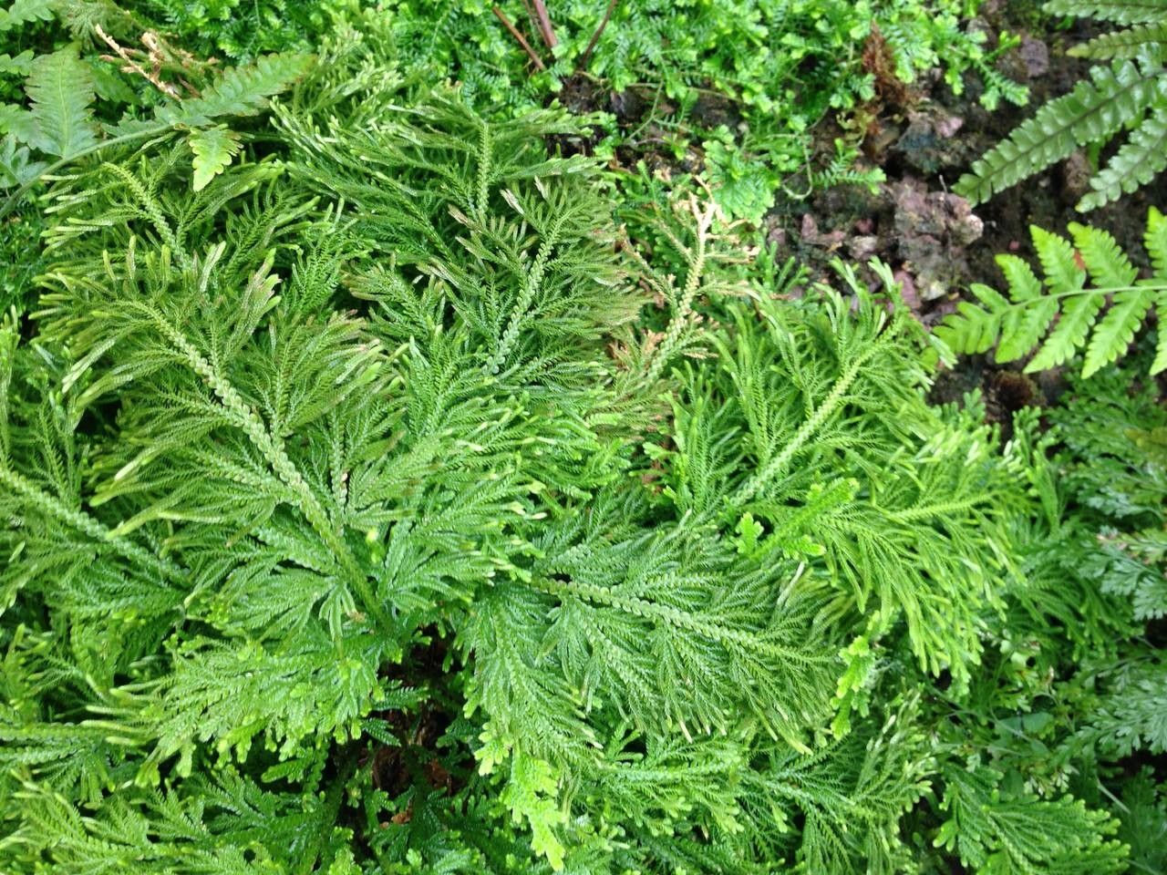 Selaginella viticulosa habit