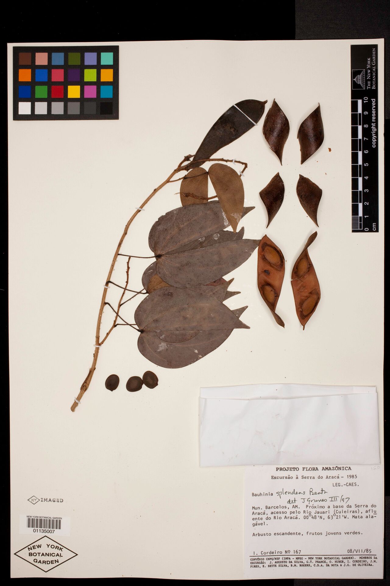 Bauhinia guianensis fruit