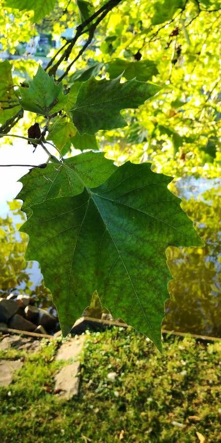 Platanus acerifolia leaf