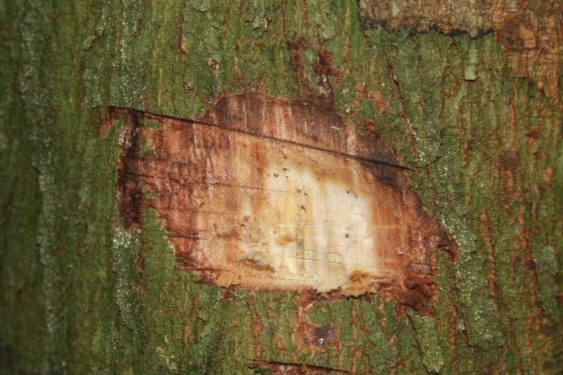 Tachigali richardiana other