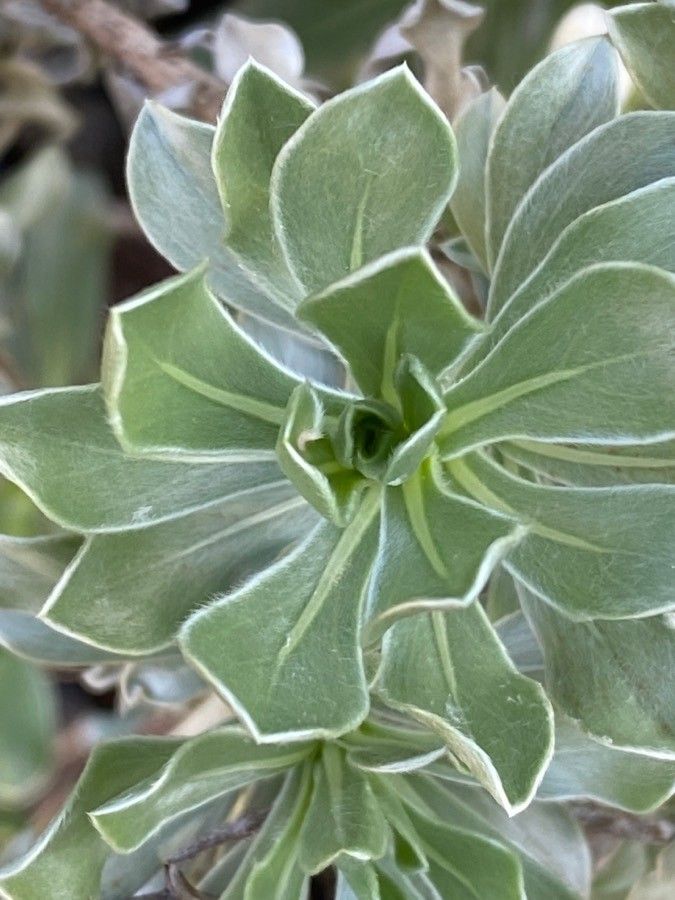 Nauplius intermedius — related species from the same genus